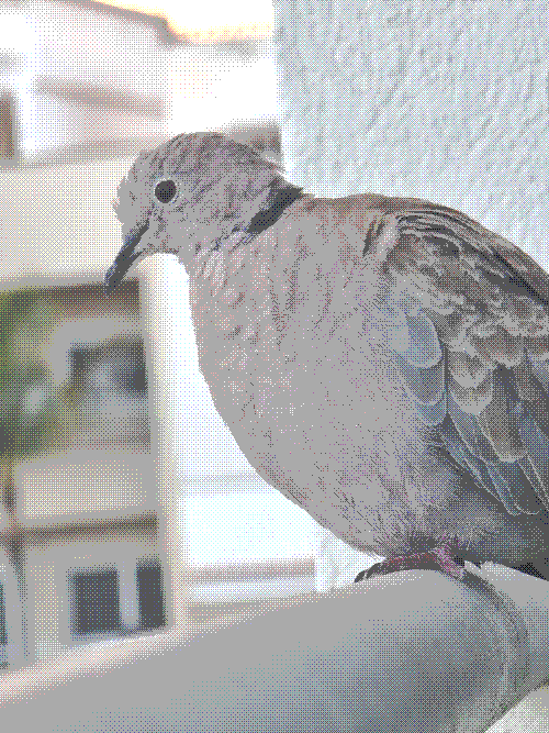 a collared dove perched on a thick balcony railing, gazing gently at the world